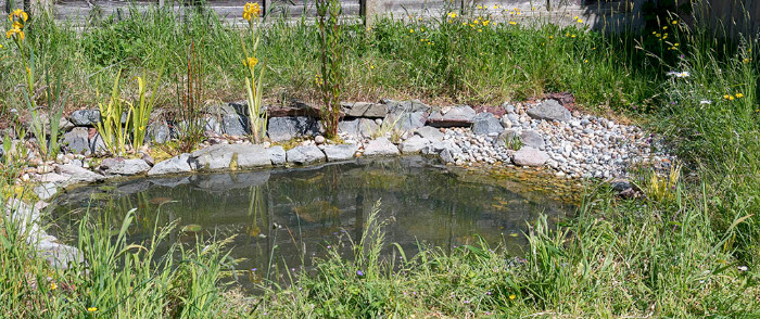 pond may 23.jpg